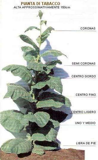 pianta tabacco